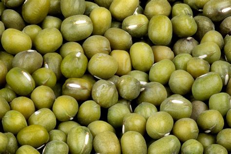 mongo seeds in english|Stages of the Mongo Seed .